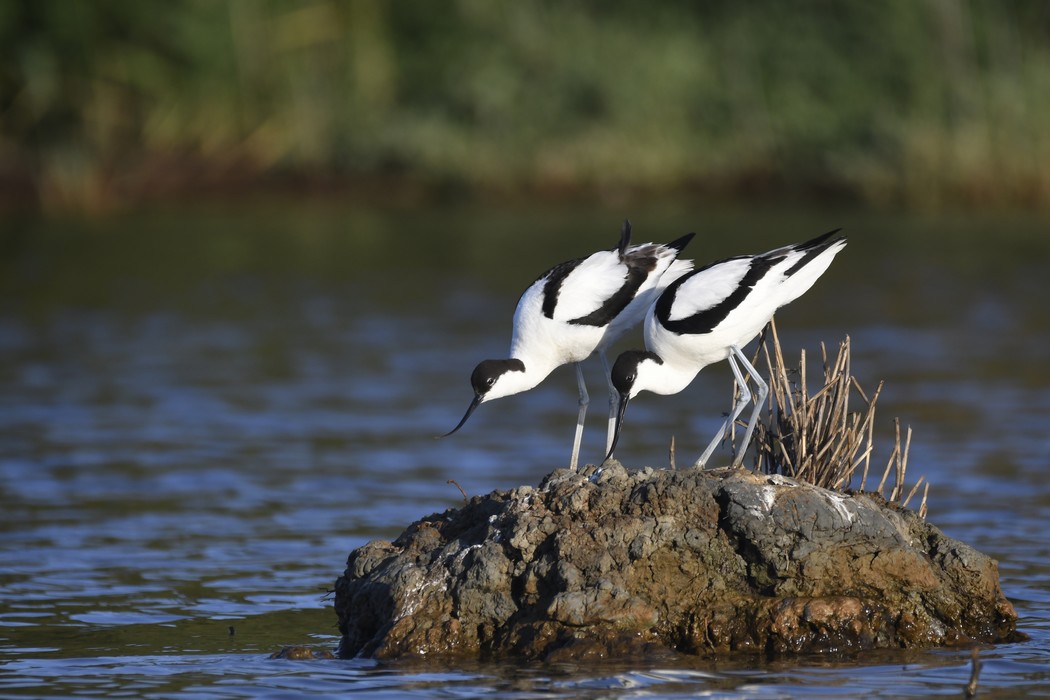 Avocettes Elegantes